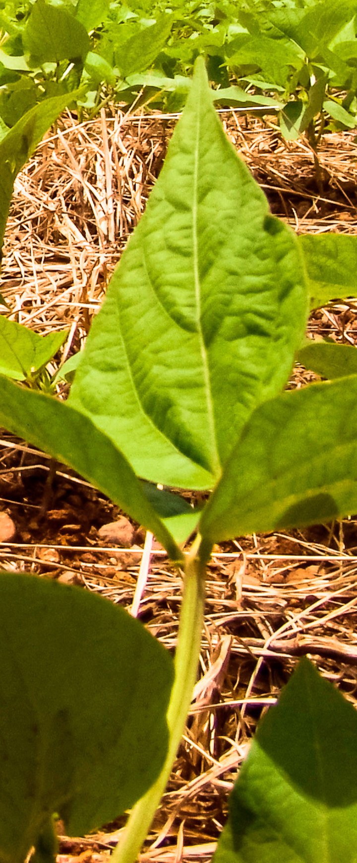 palhada SLC Sementes