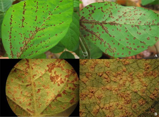 Ferrugem-asiática-da-soja