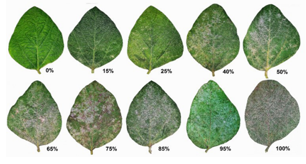 oídio da soja